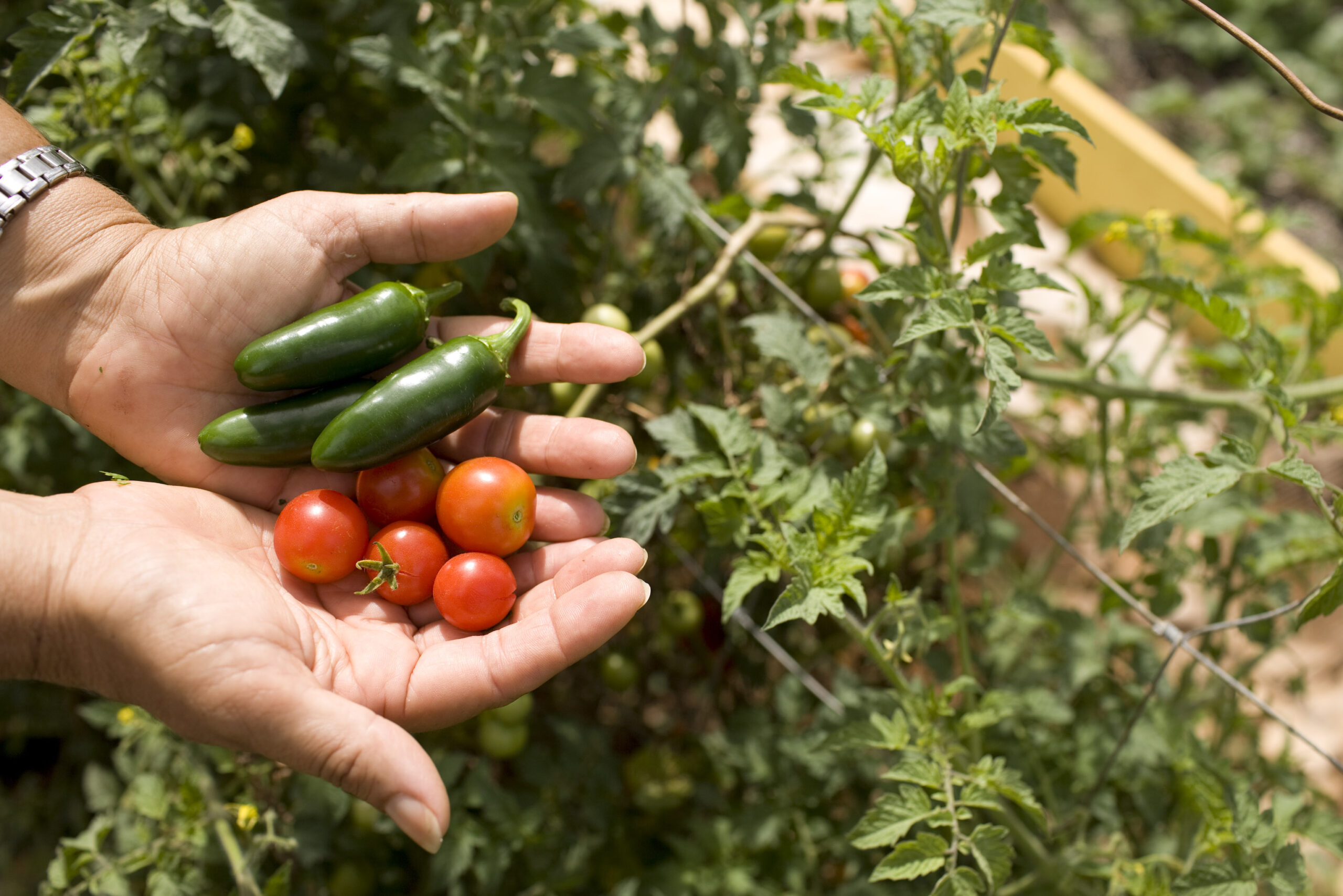 Gardening Growing Food Vegetables Outside Hands Plants Tomatoes Peppers