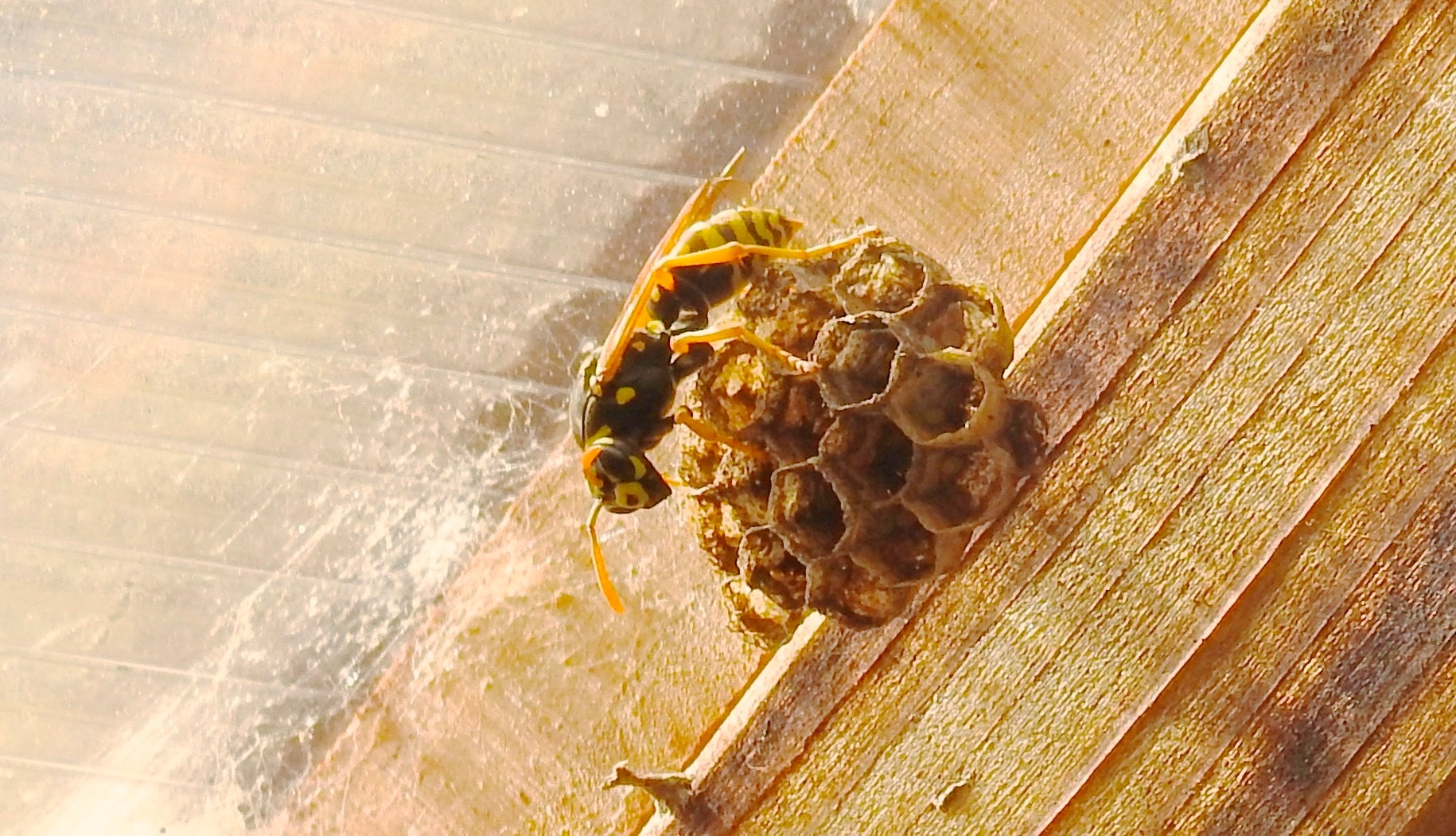 A Yellowjacket on a paper nest