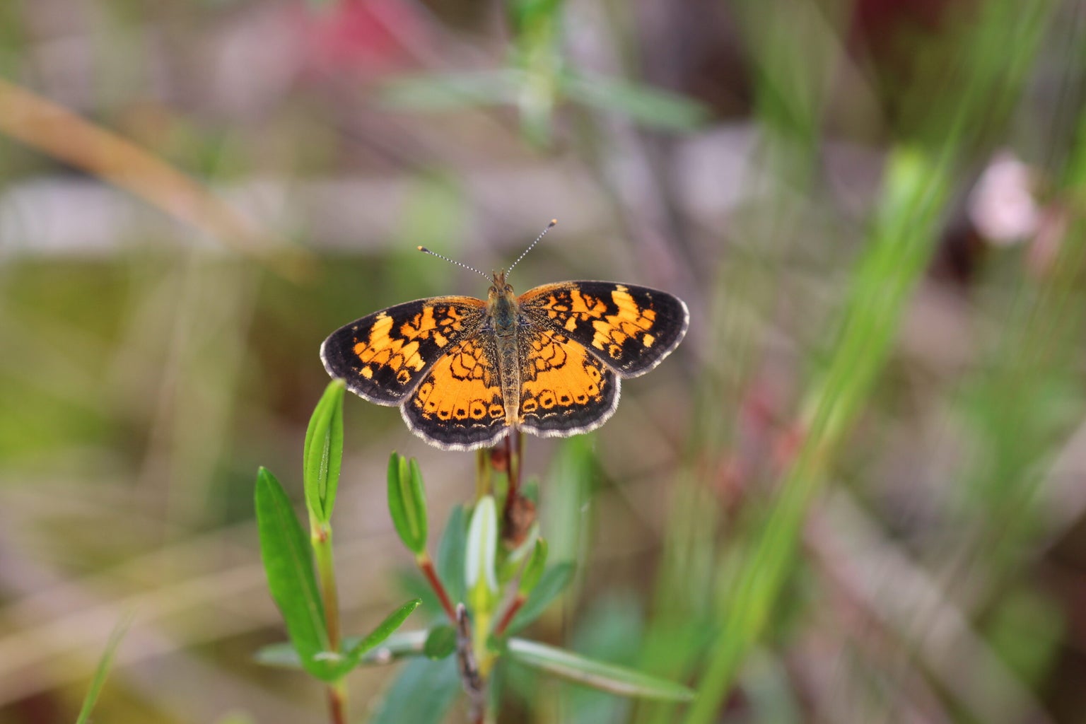 Worth Bugging Out About? Wisconsin Insect Fest Aims To Celebrate ...