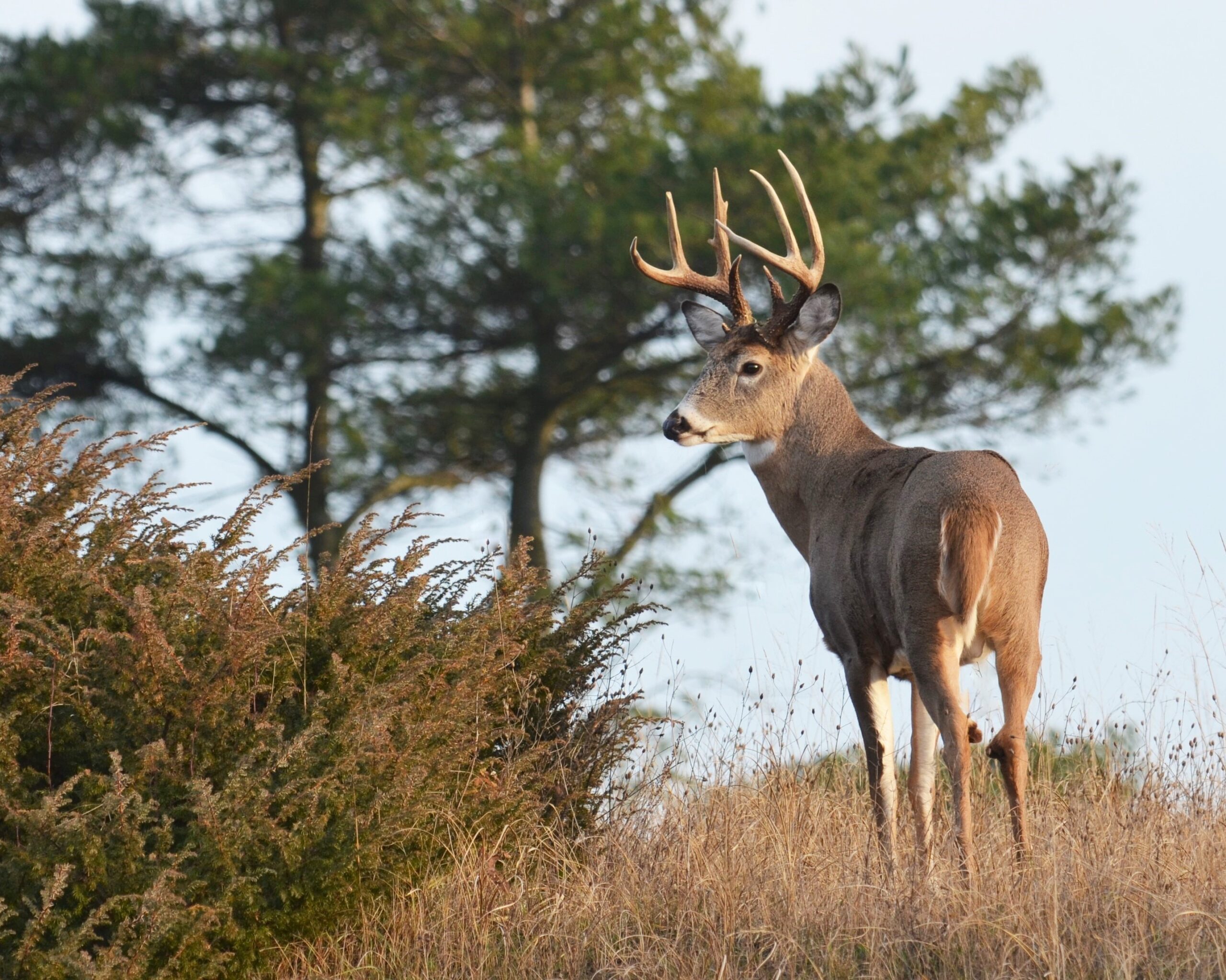 A healthy whitetail buck