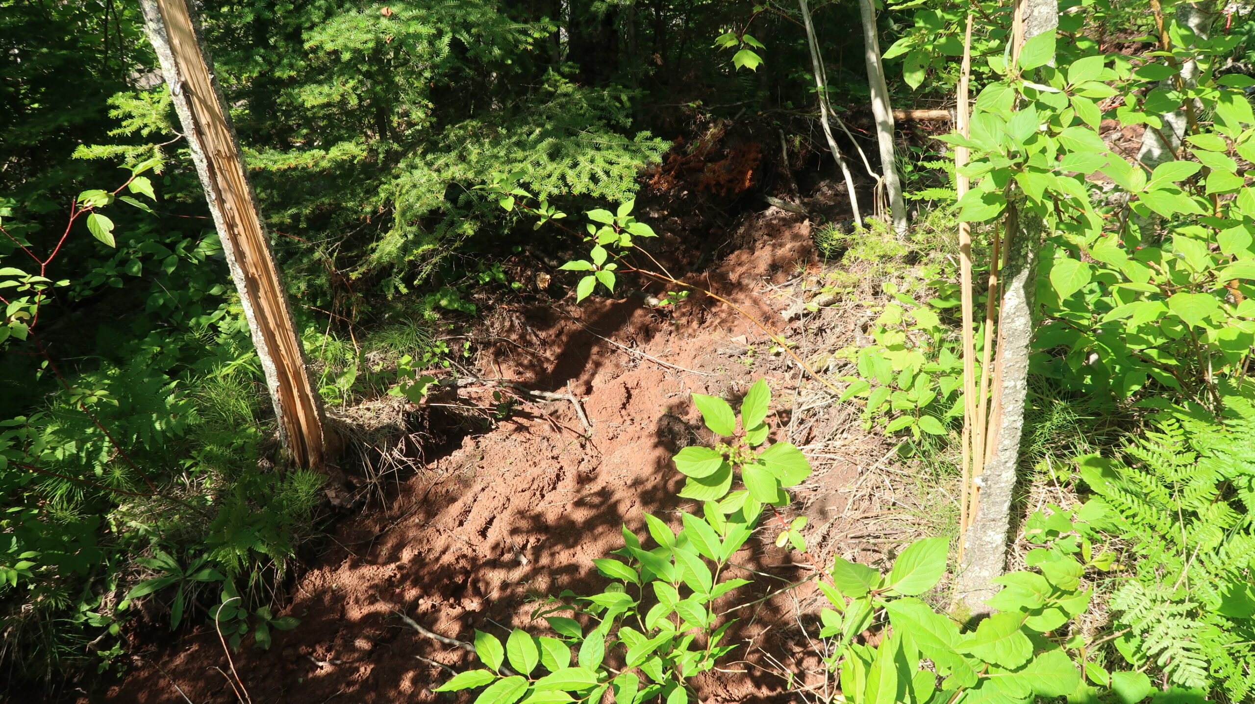 A tree is split in half from erosion.