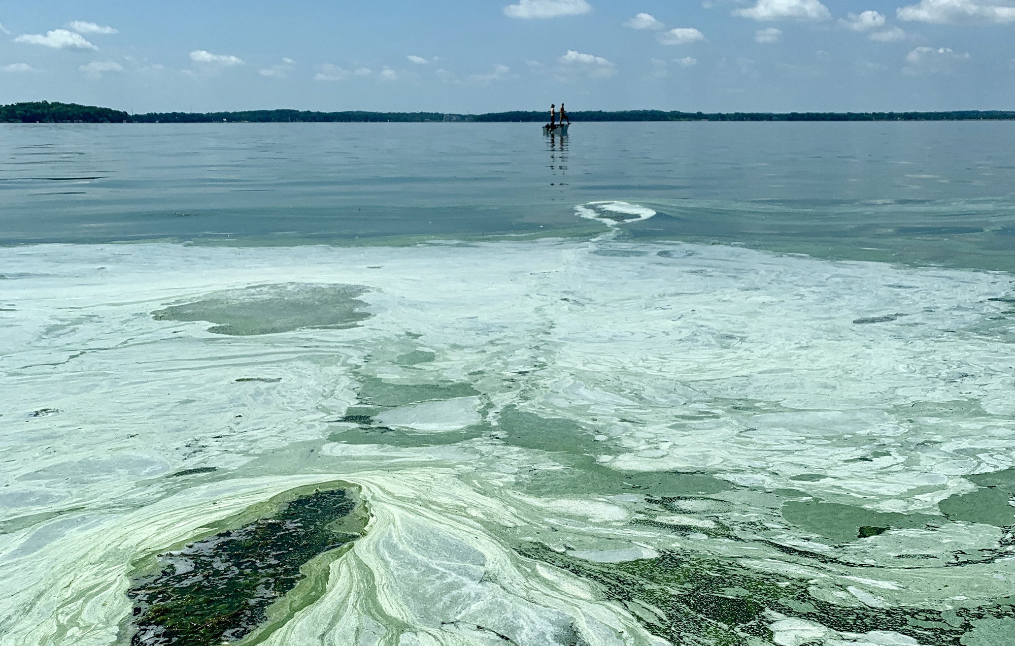 large cyanobacteria bloom on Lake Monona