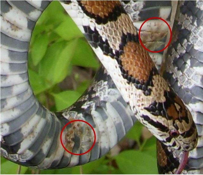 snake, SFD, snake fungal disease