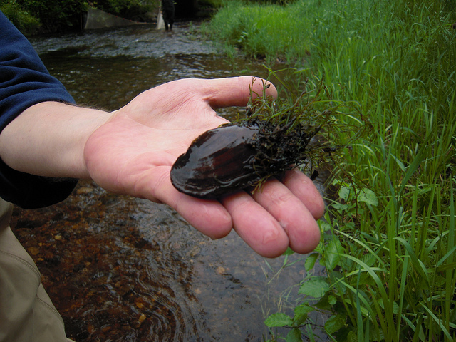 A mussel in a person's hand above a waterway