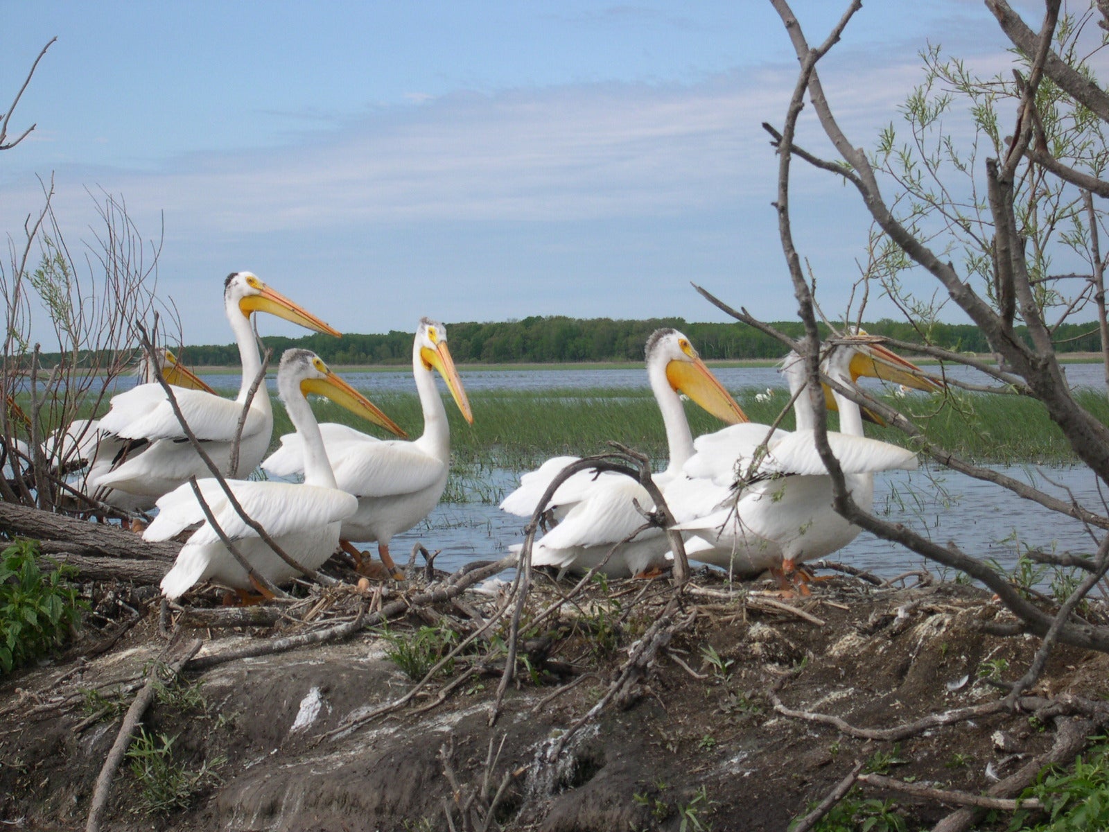 American white pelican