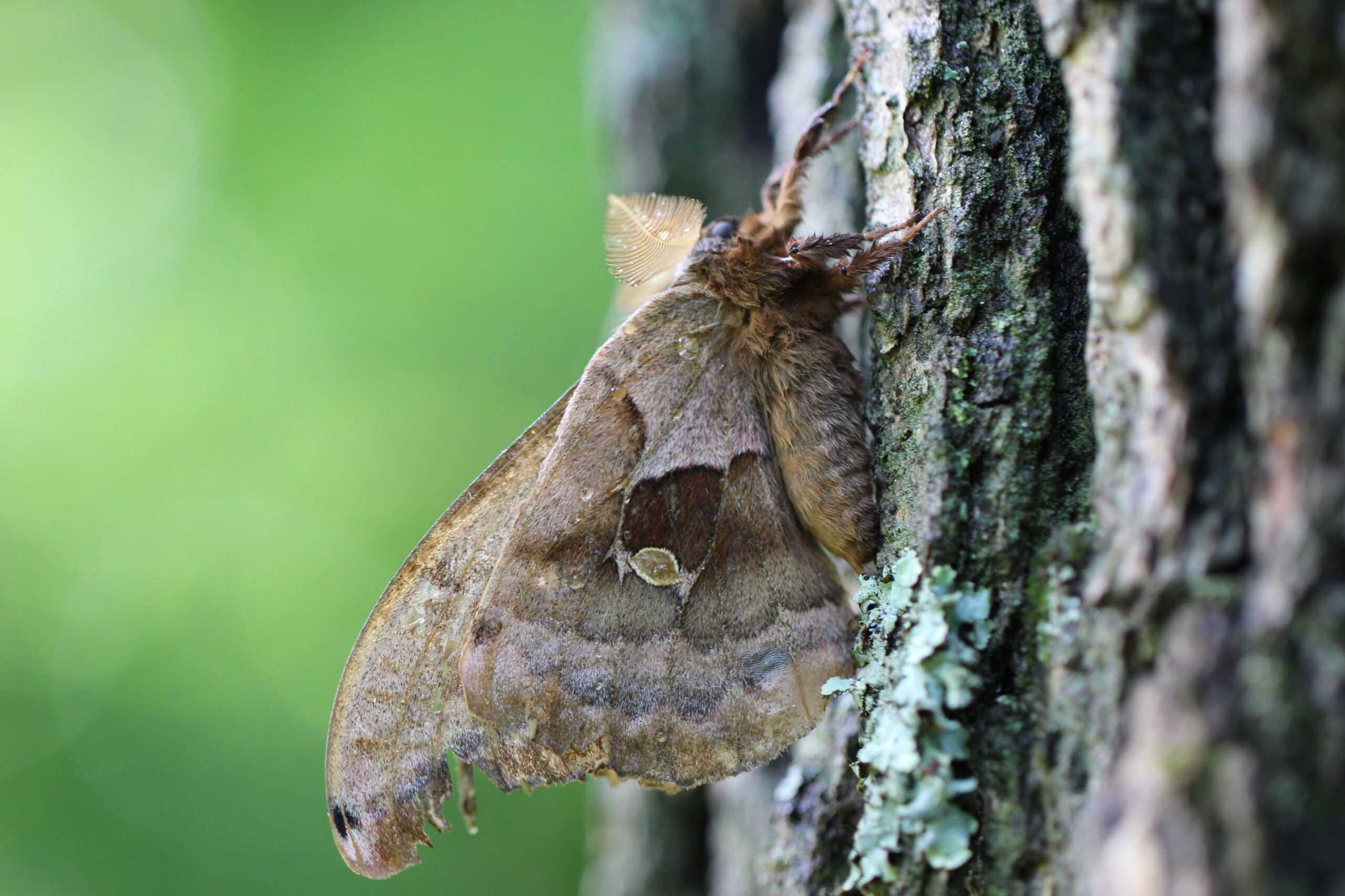 polyphemus moth on a tree