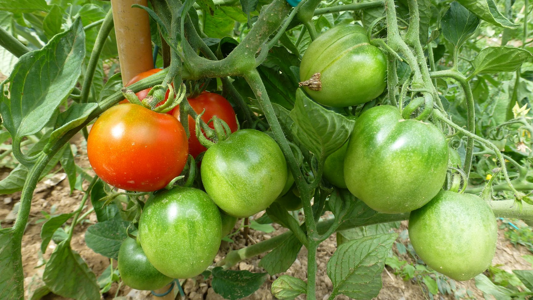 Tomatoes repening on the vine