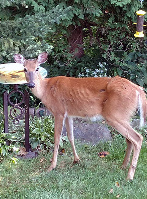 A deer sick from chronic wasting disease