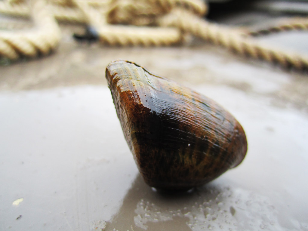 First Statewide Native Mussel Survey In 40 Years Shows Mixed Results