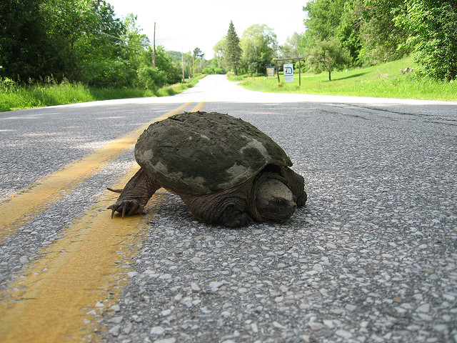turtle in the road