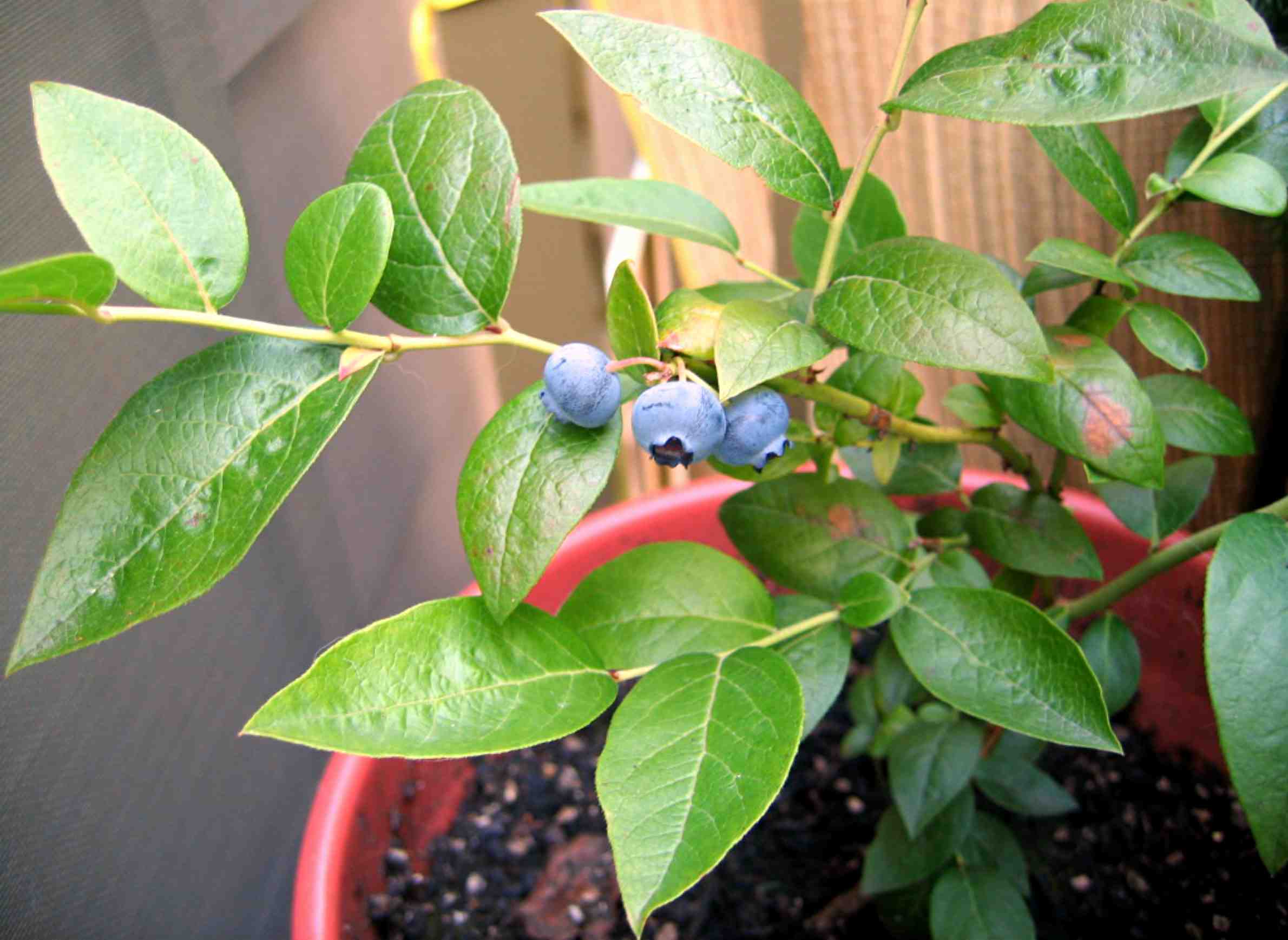 Blueberries growing in a planter