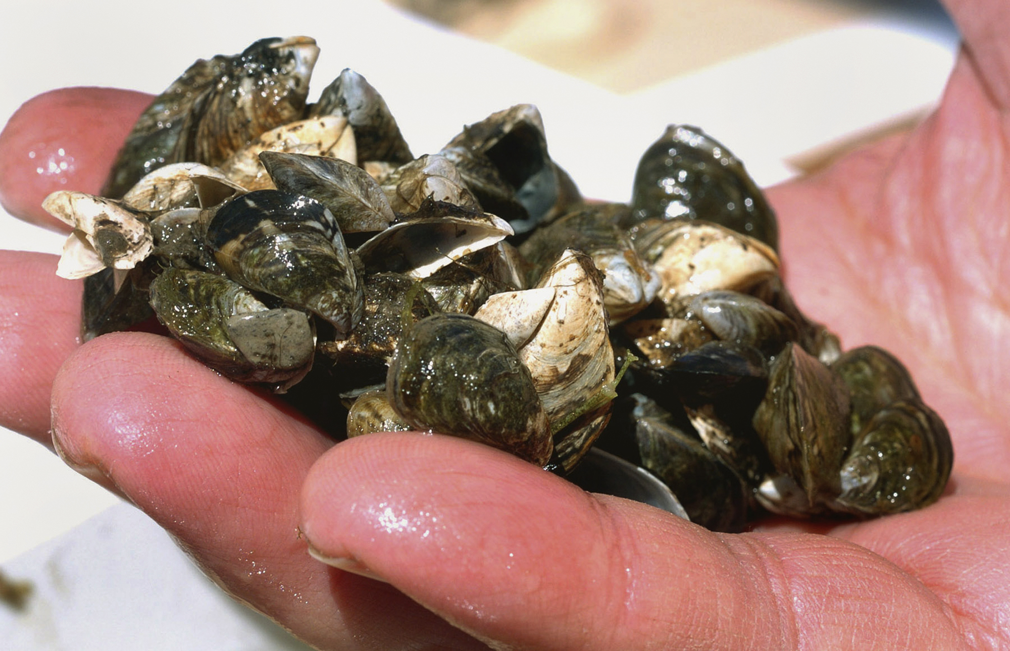 zebra mussels