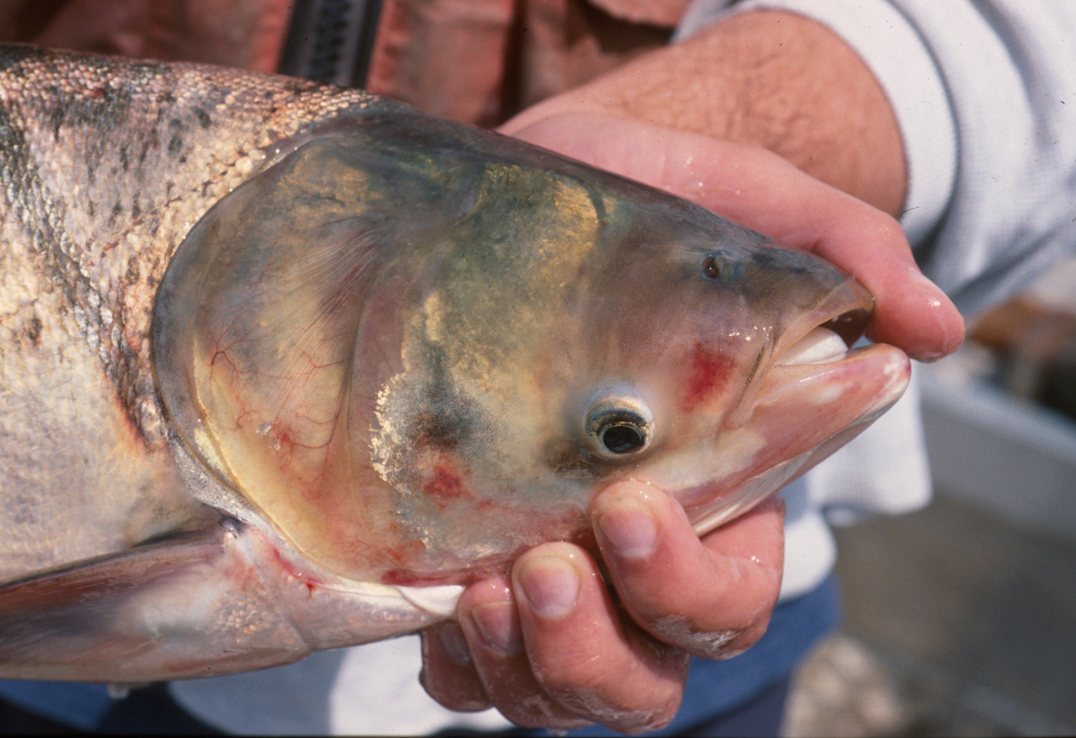 someone holds an Asian carp