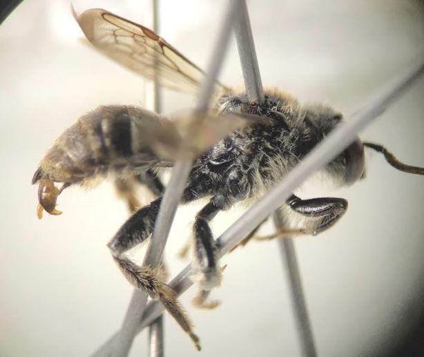 Rare Bee Confirmed In Wisconsin For First Time In More Than A Century