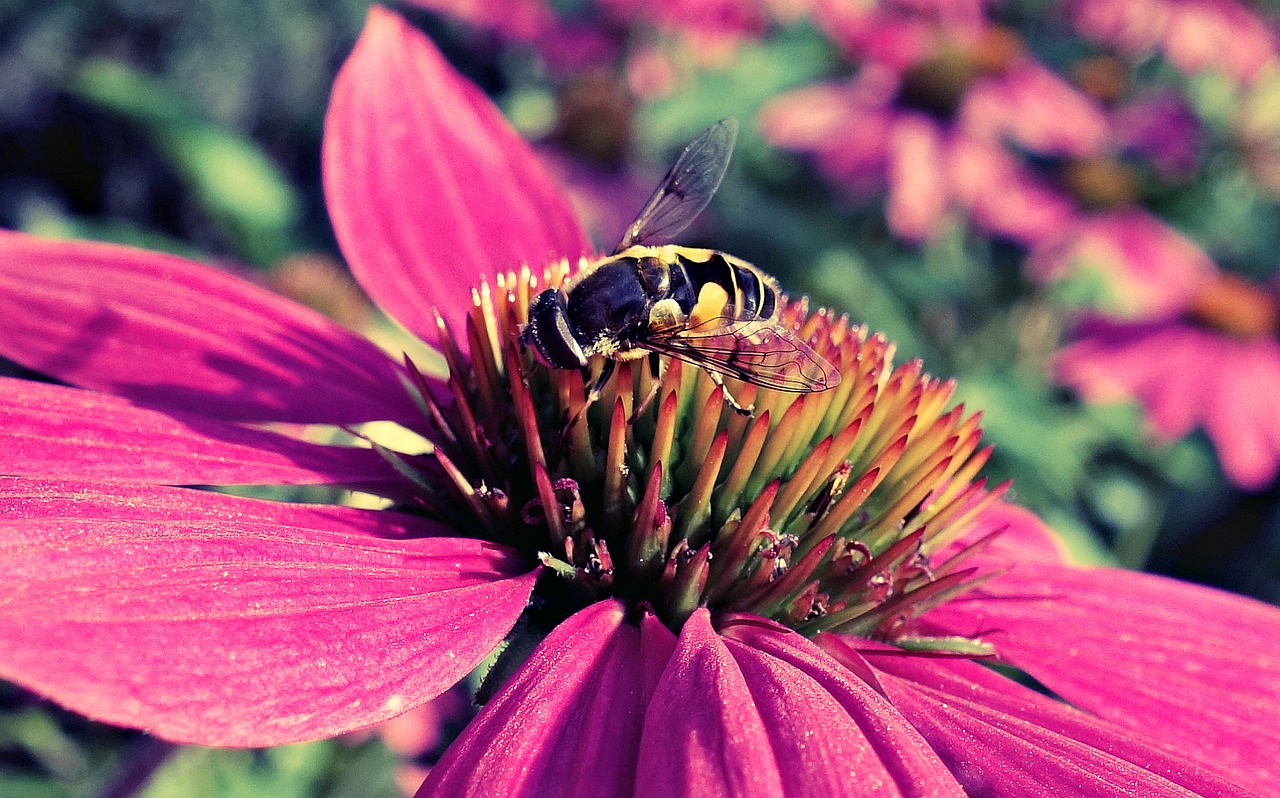 purple cone flower with bee