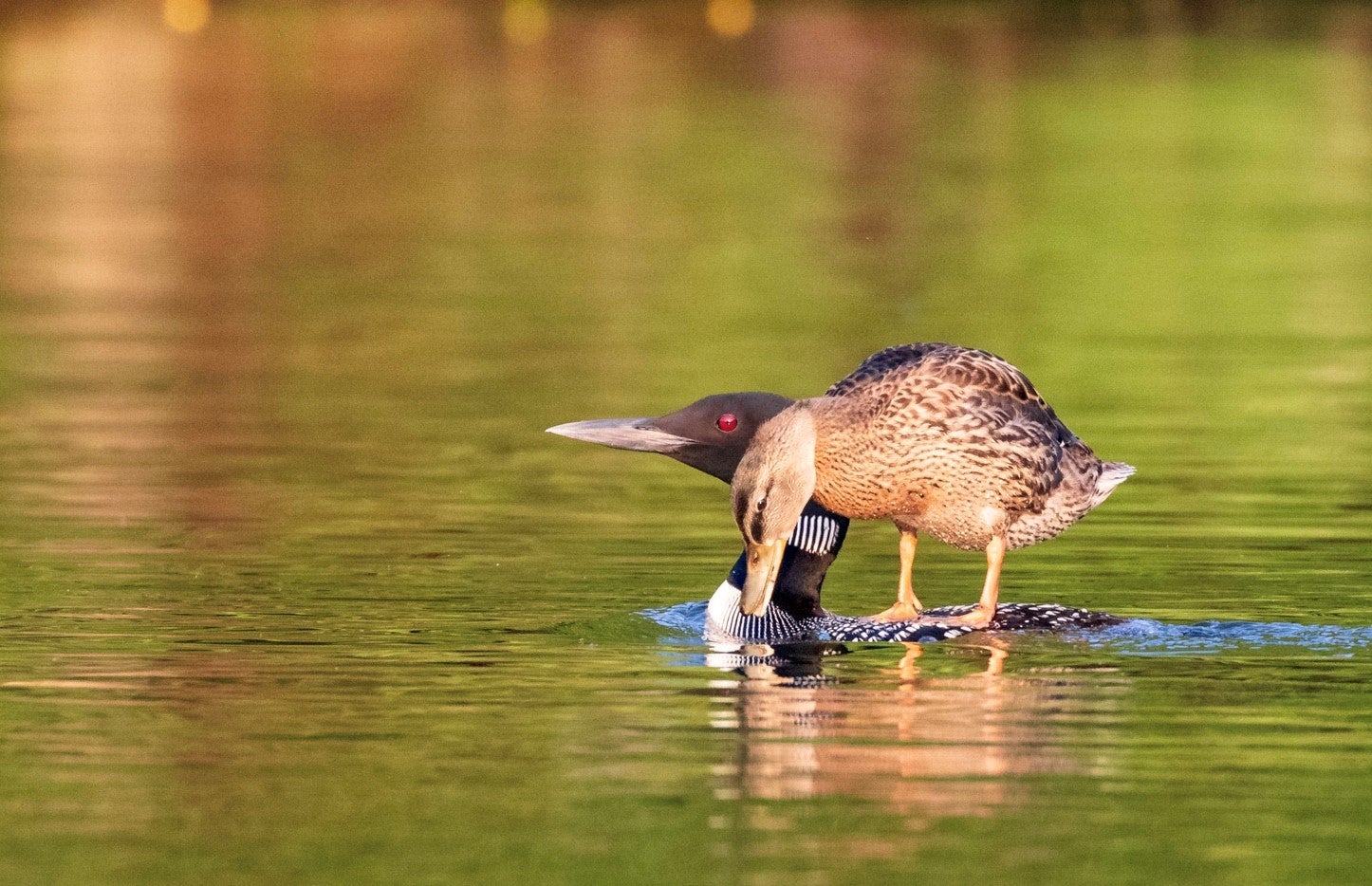 duckling rides the back of its loon parent