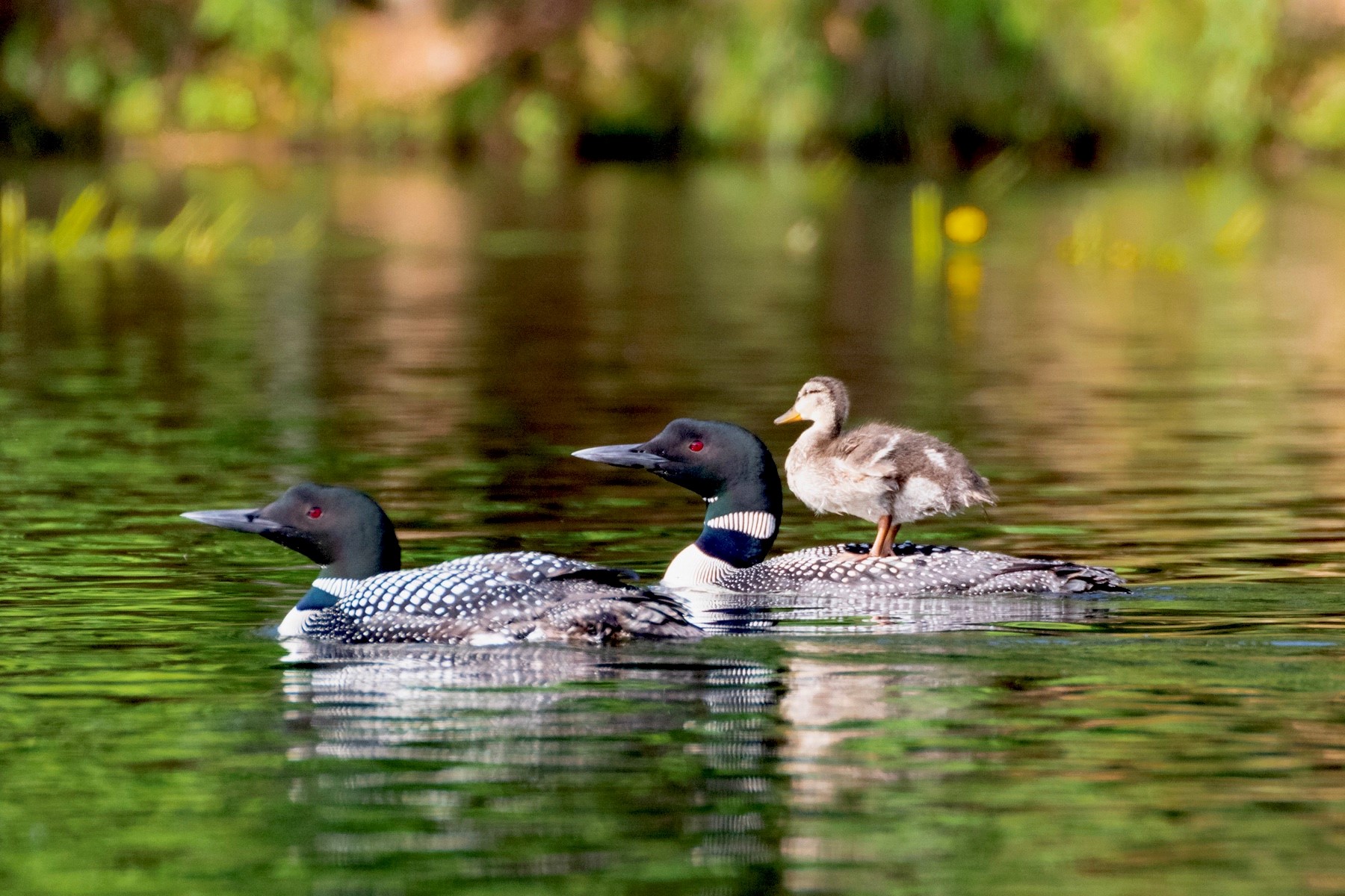 duckling rides the back of its loon parent