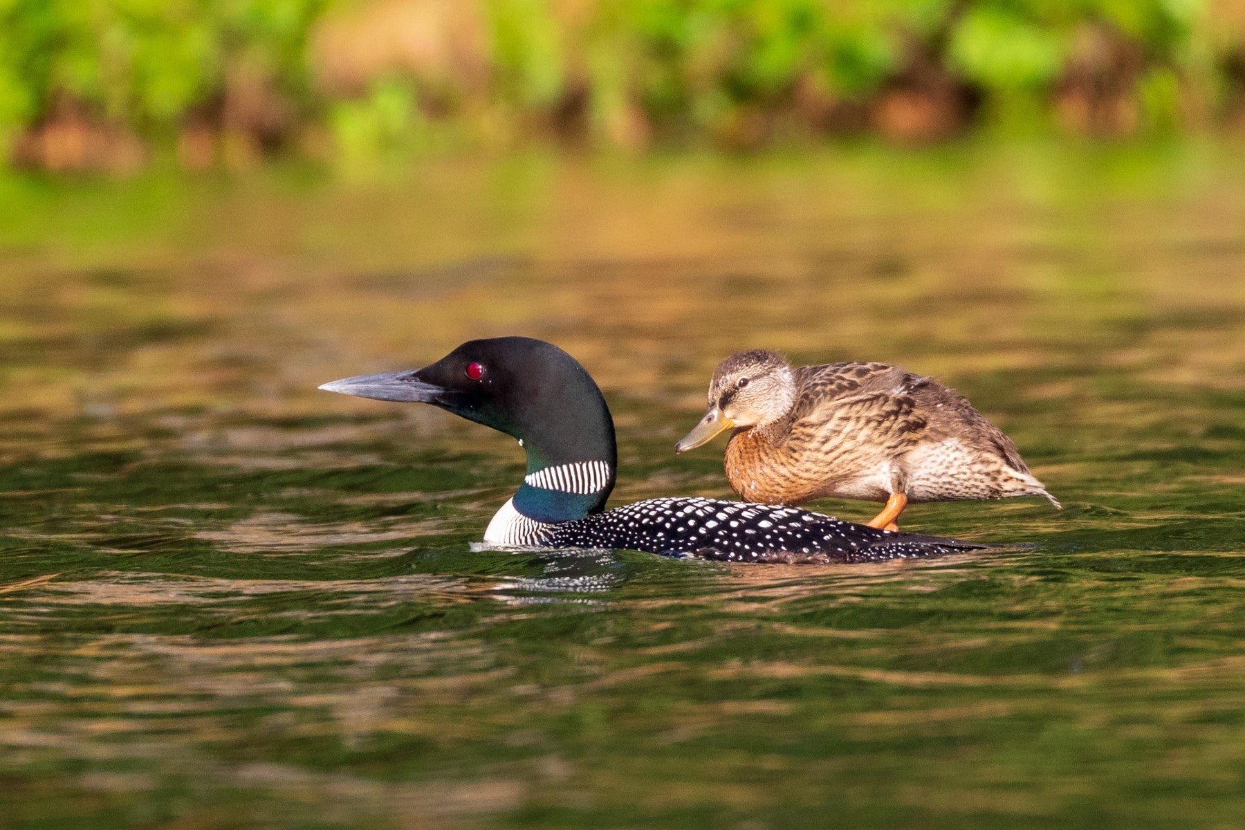 duckling rides the back of its loon parent