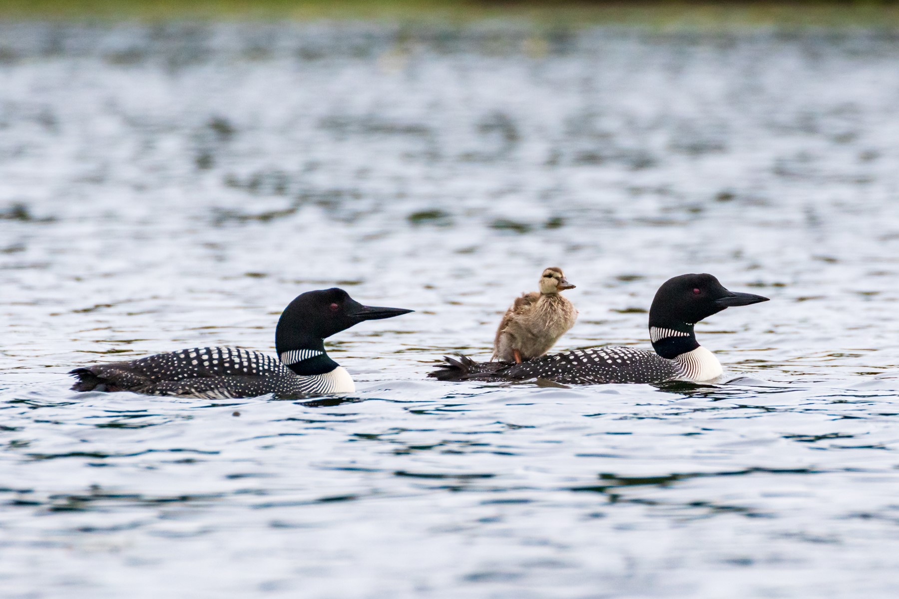 loons with mallard chick