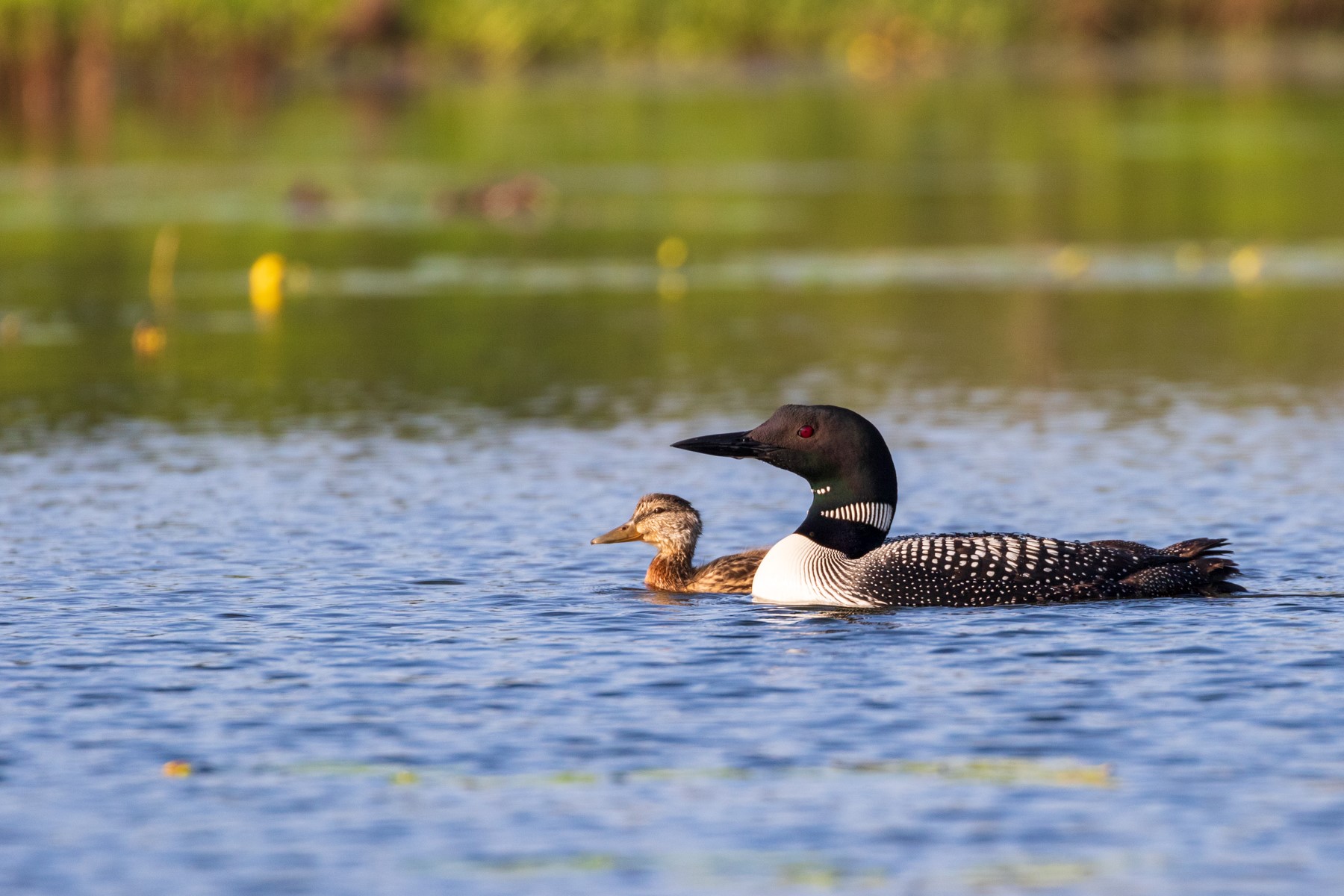 duckling swims alongside loon parent