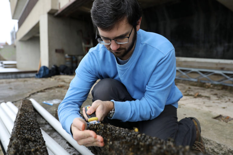 PhD student Mike Spear scrapes the dock’s wooden pilings for zebra mussels