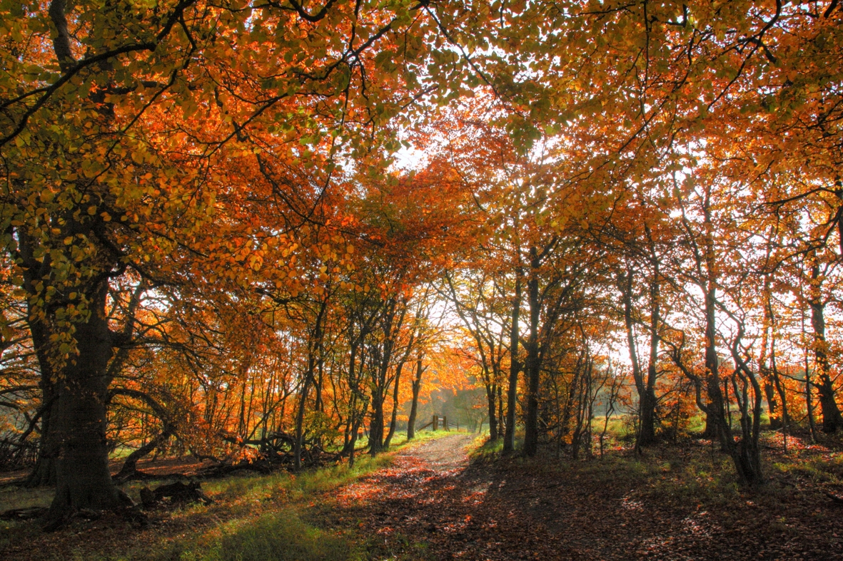 Wytham Woods in autumn
