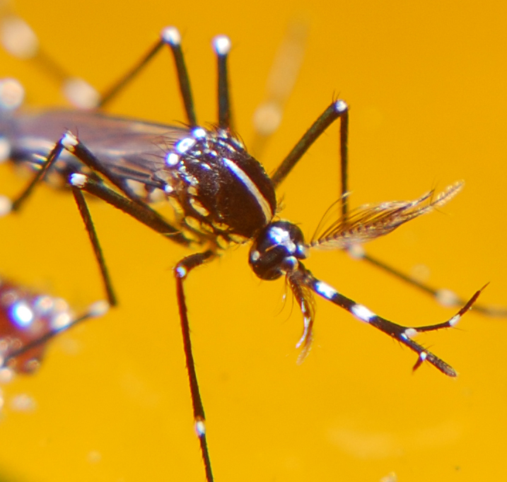 Close-up picture of mosquito