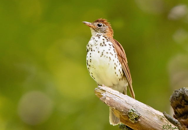 North America Has Lost 3 Billion Birds. How Is Wisconsin Faring?
