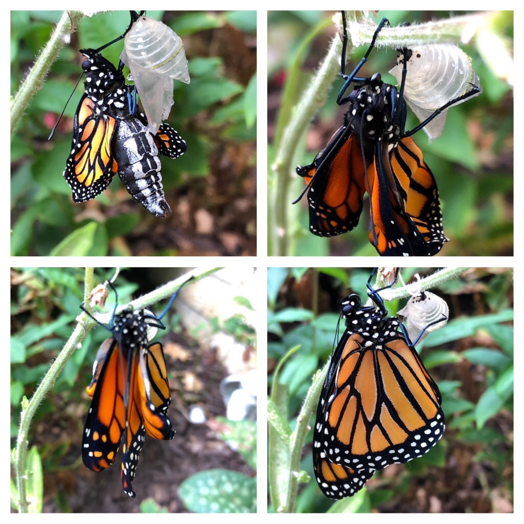 Monarch hatching