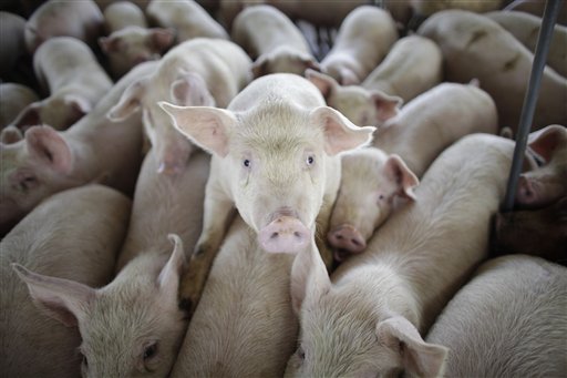 Pigs press together on a farm