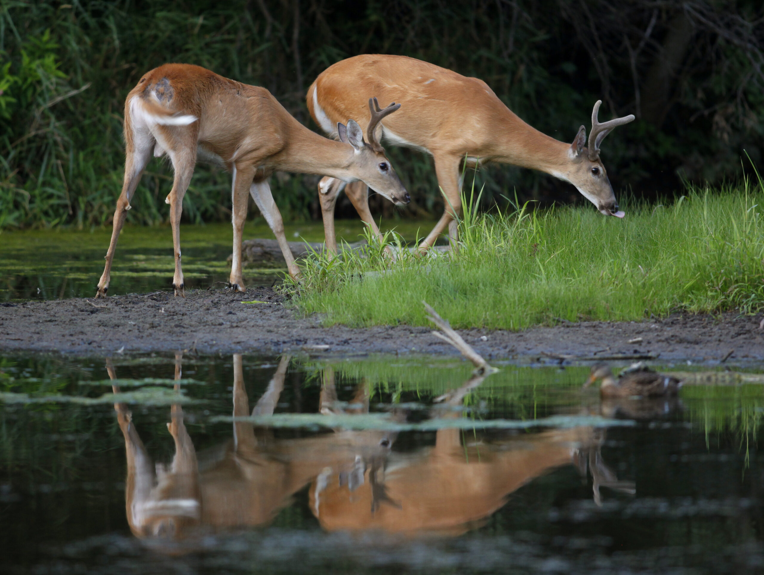 A pair of white-tailed deer bucks