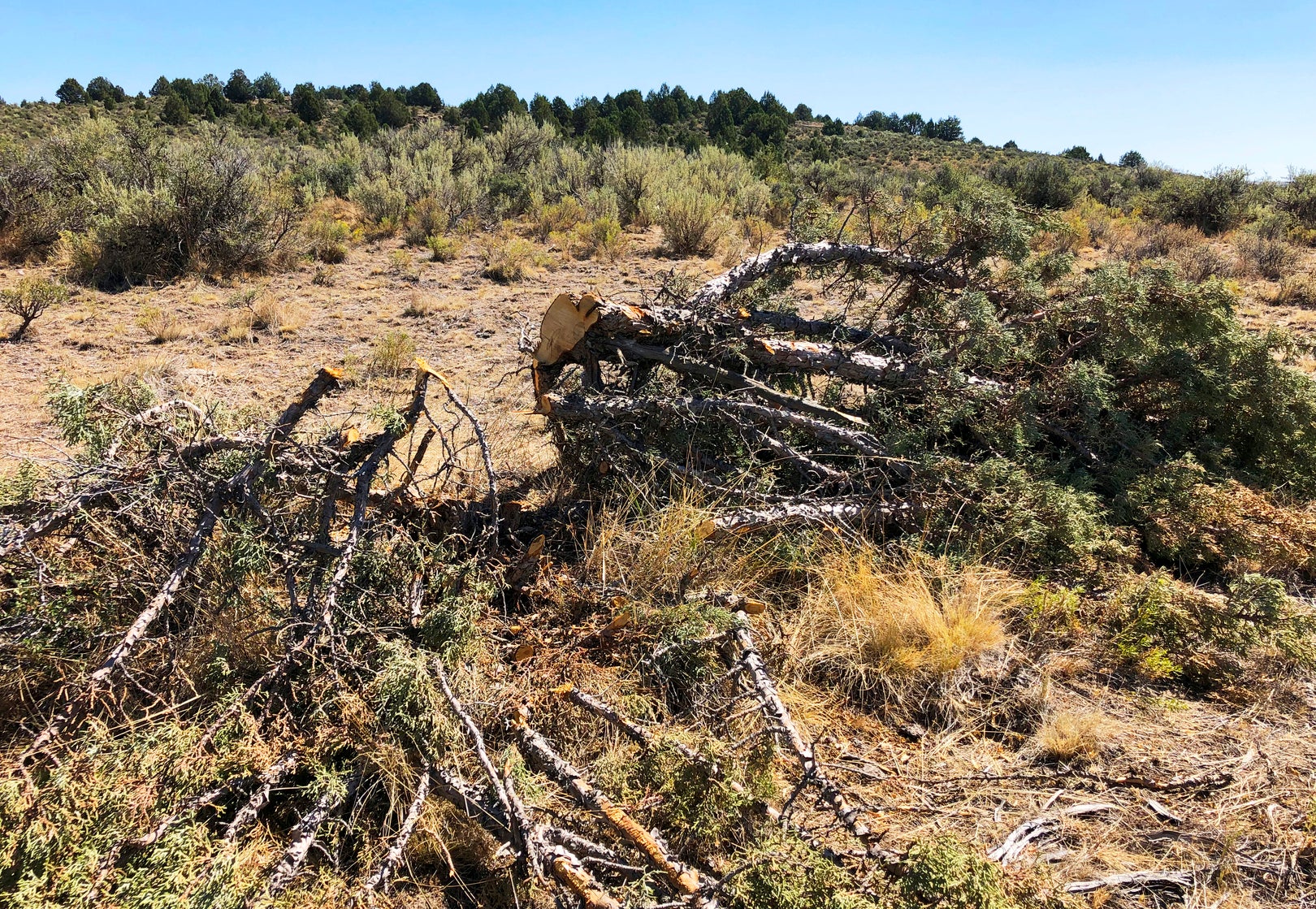 Sage grouse habitat in Idaho