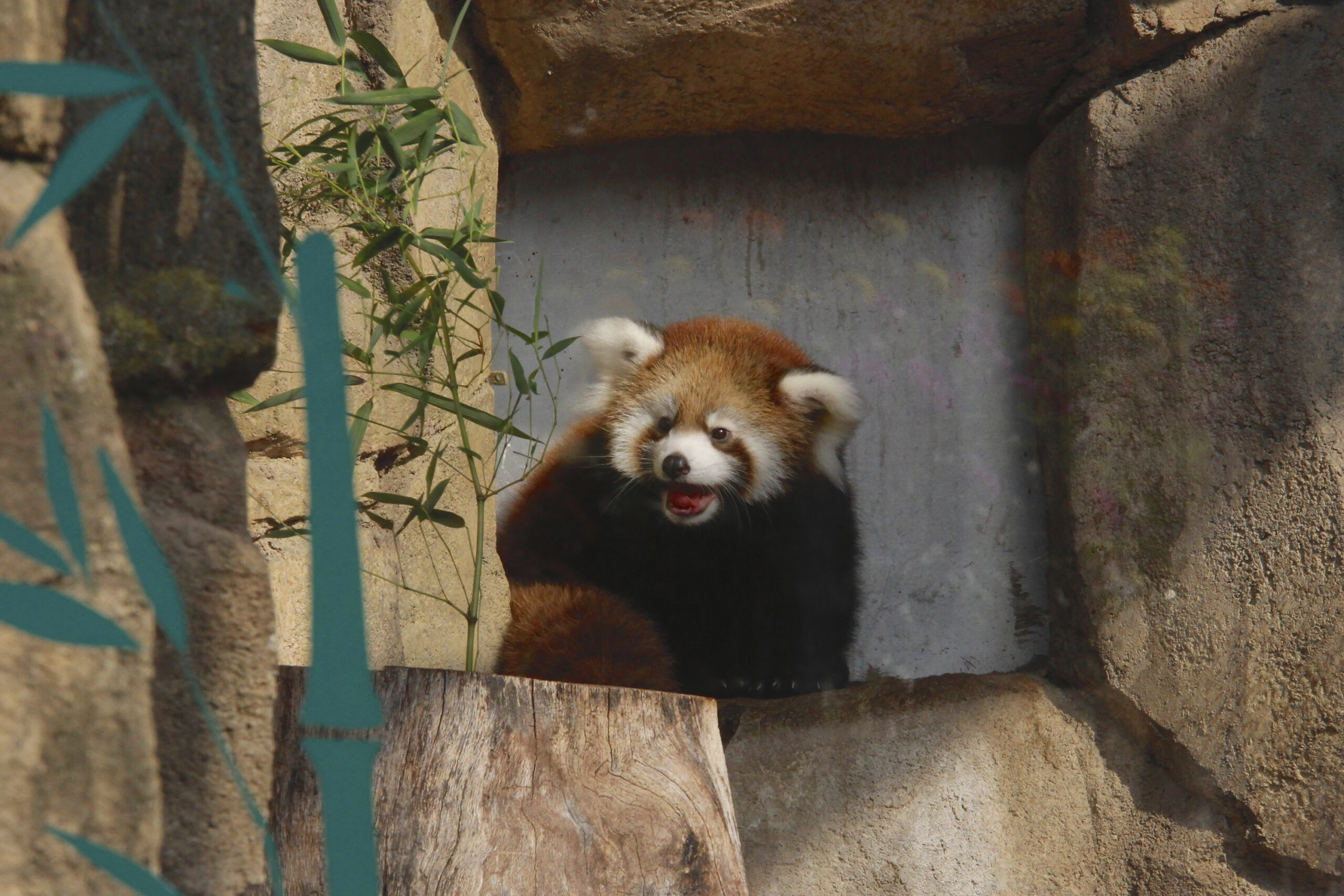 Kiki a red panda at the Milwaukee County Zoo
