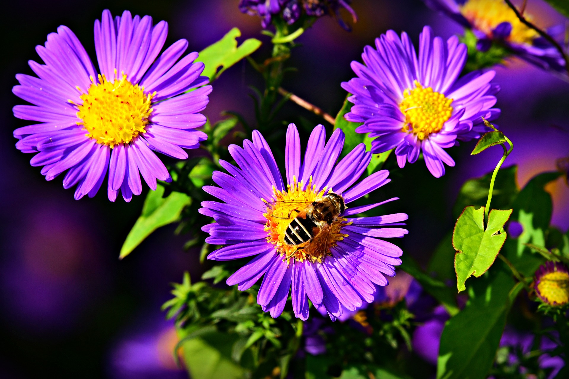 bee on purple aster