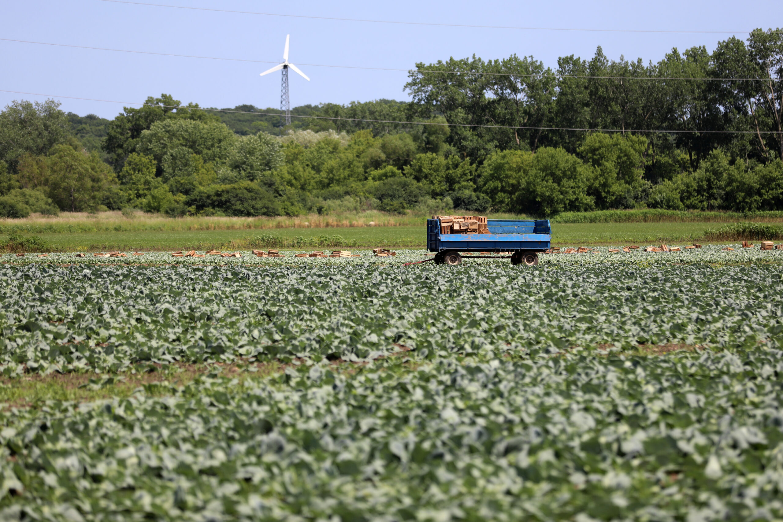 A cabbage field