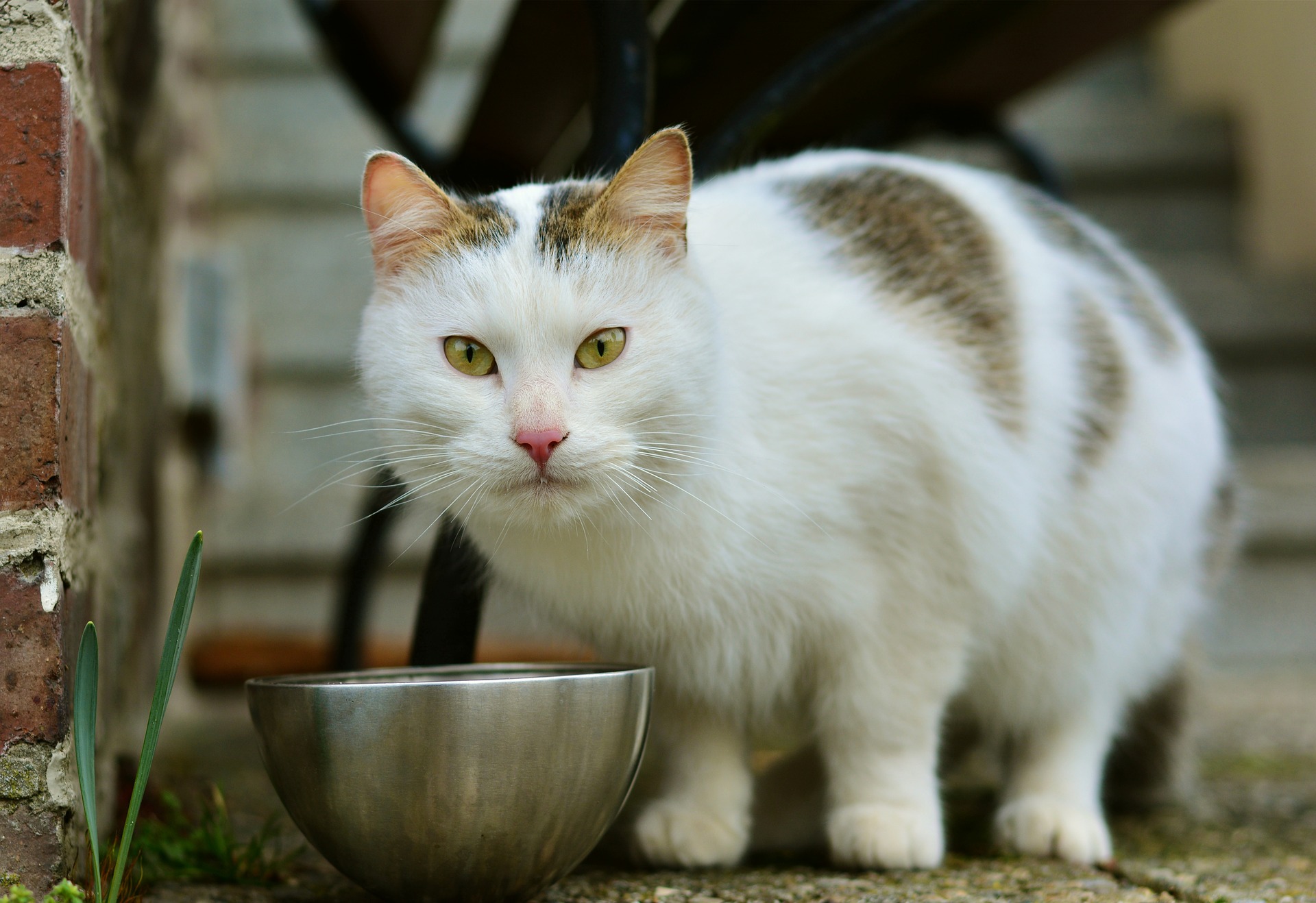 Calico cat with food bowl