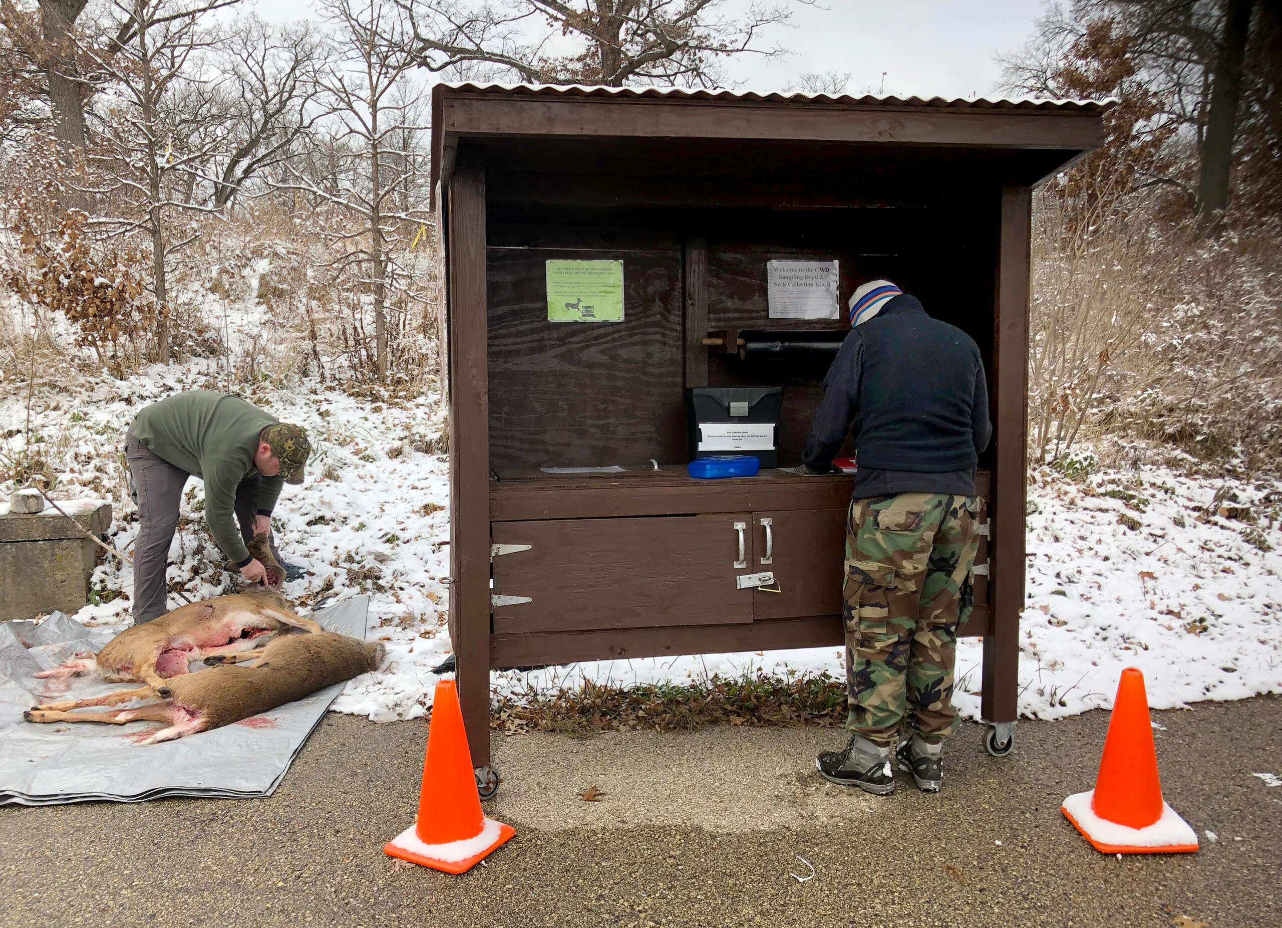 hunters prepare a young buck to be tested for CWD