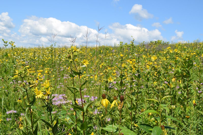 Schurch-Thomson Prairie outside of Barneveld, Wisconsin