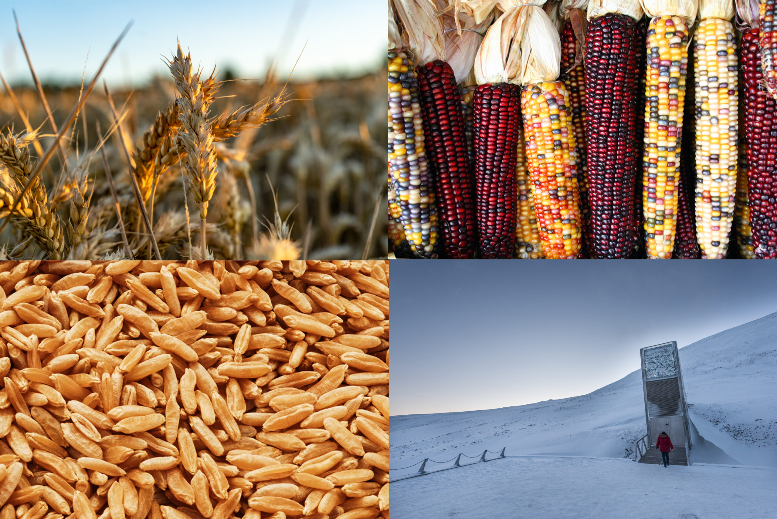 Clockwise: Wheat in a field, flint corn, kamut grains, and the Svalbard Global Seed Vault.