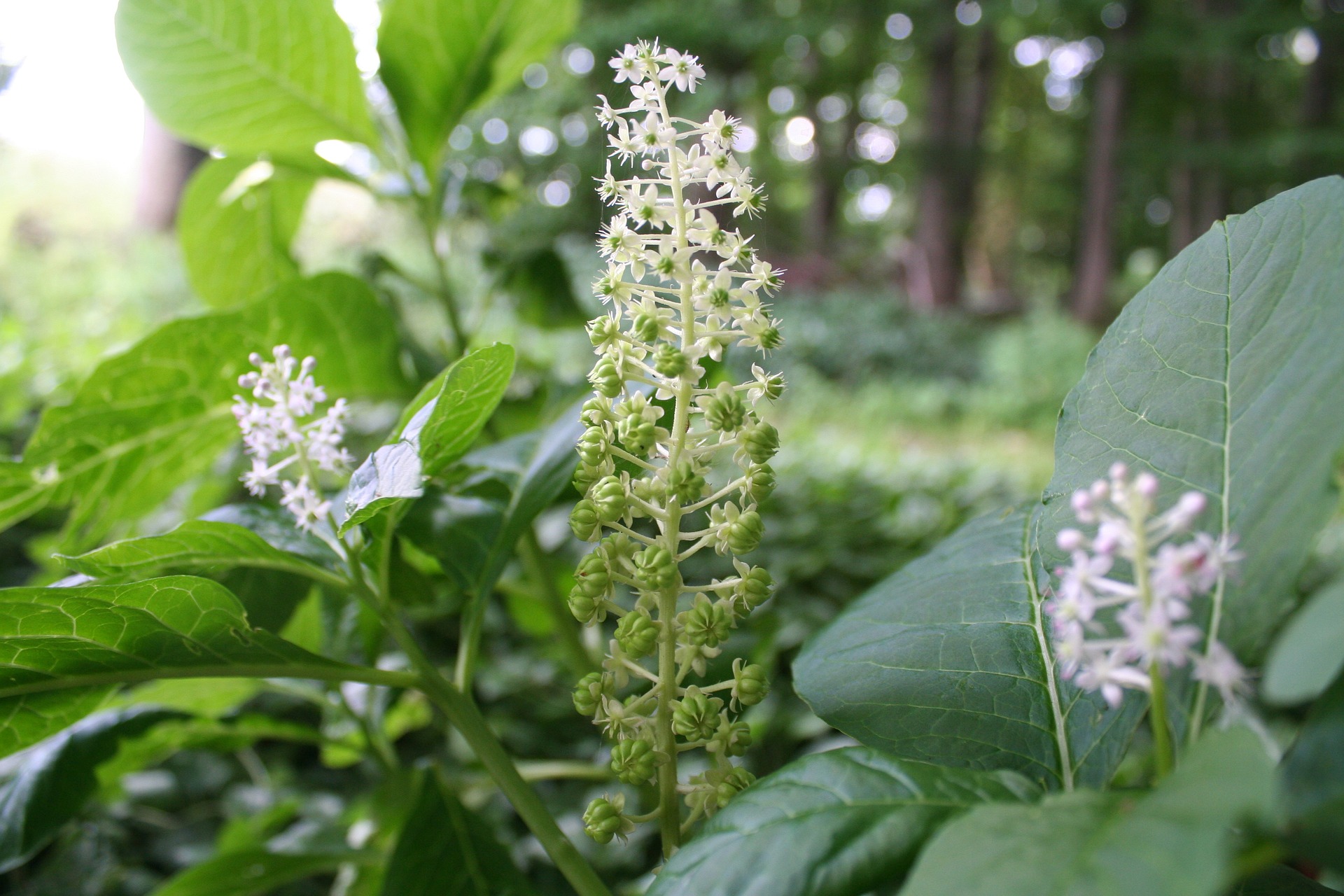 Pokeweed plant up close with white/green flowers