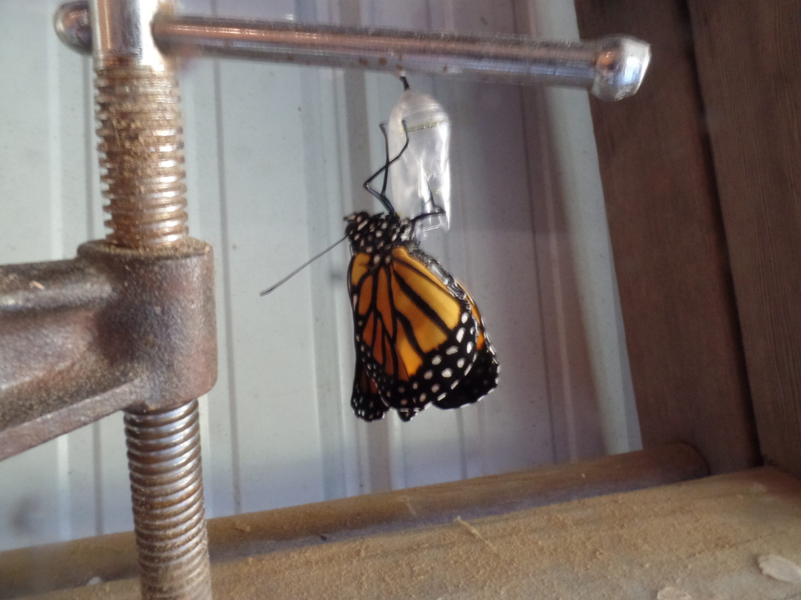 Monarch hatching on workbench tool