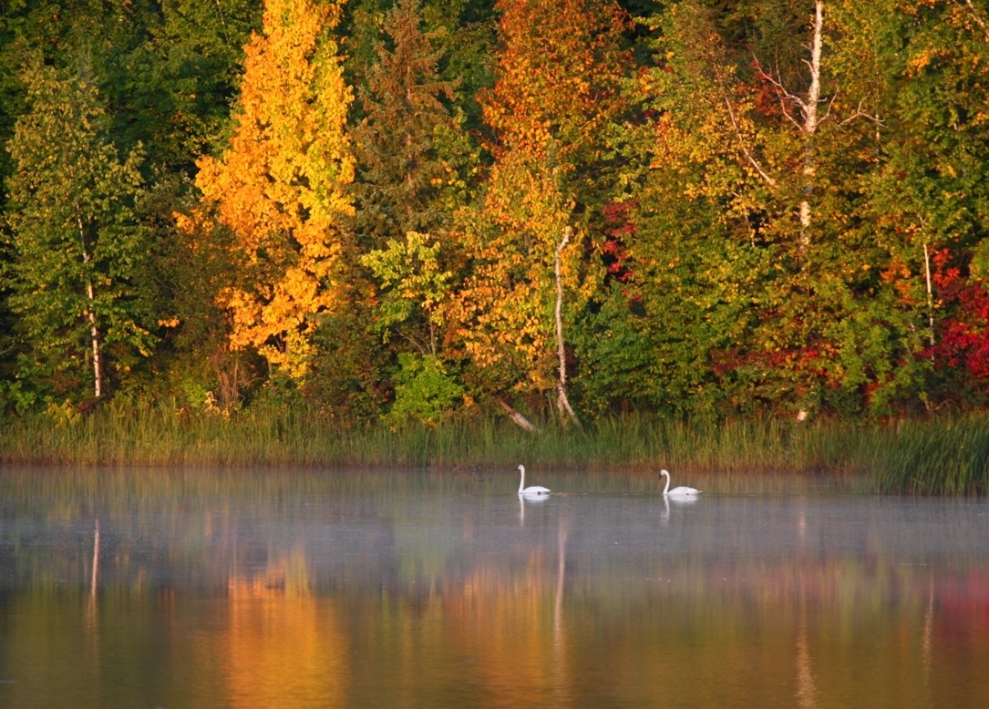 Trumpeter Swans in Ashland