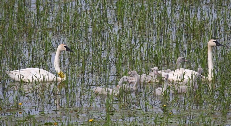A family of trumpeter swans in Ashland