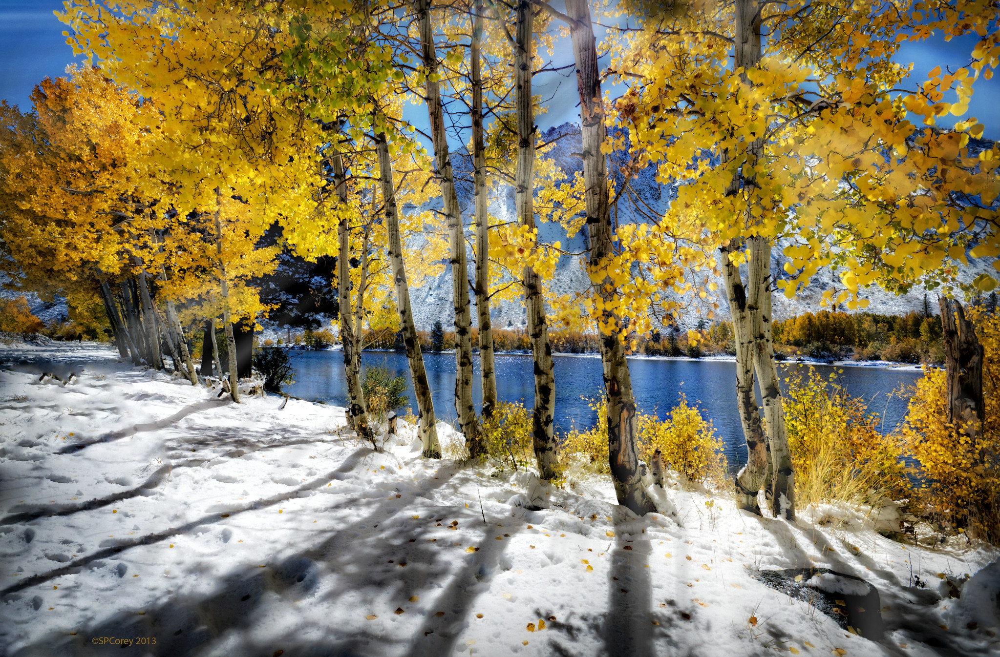 Birch trees with fall leaves in the snow.