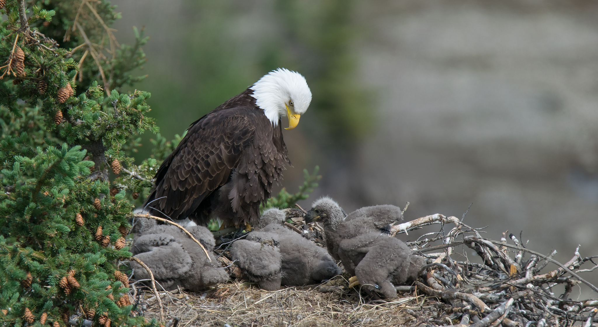 Bald eagle with eaglets