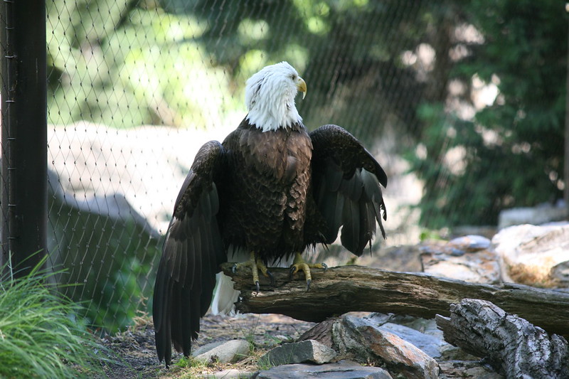 A bald eagle perches on a branch on the ground near a fence.