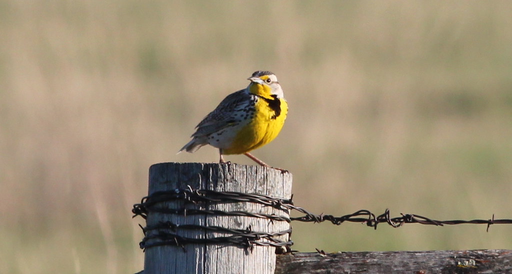 Western meadowlark on fence post