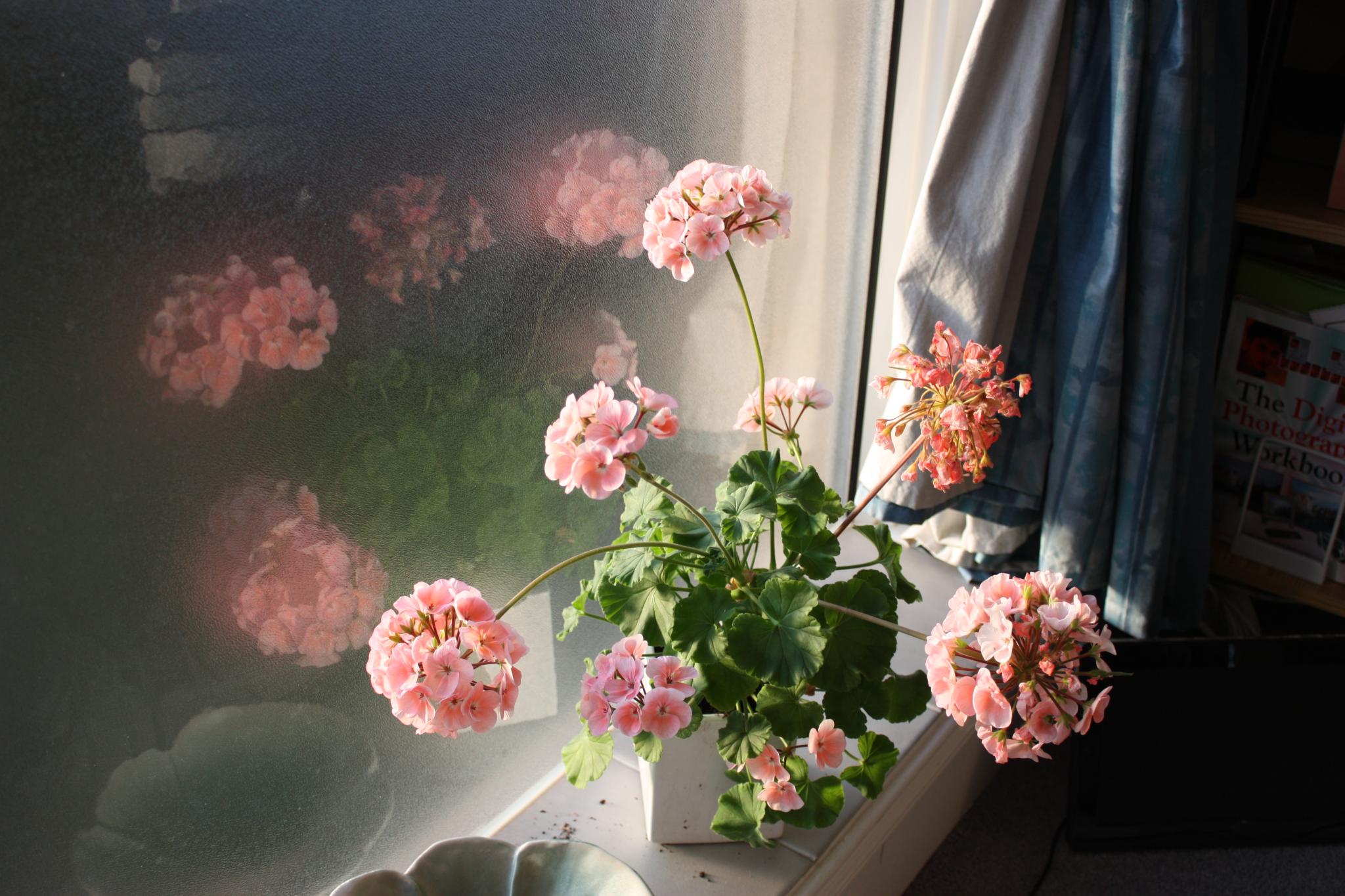 geranium in window