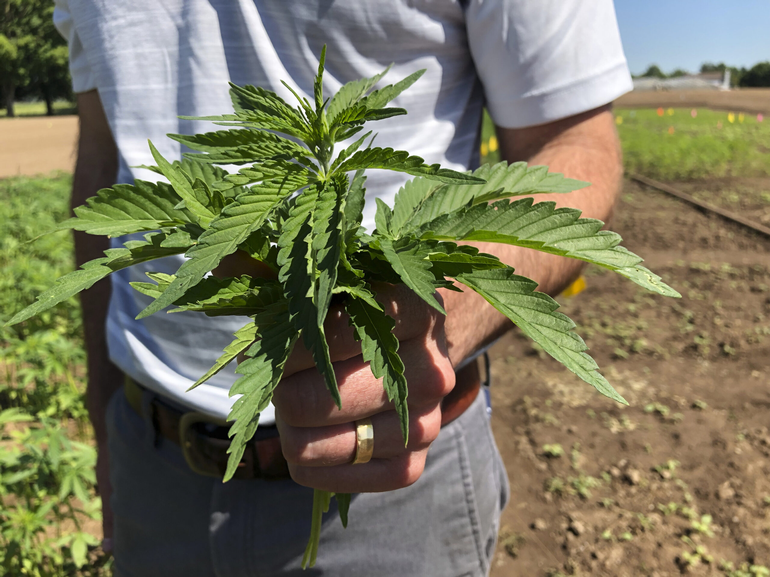 What’s holding back Wisconsin’s hemp industry? A farmer weighs in