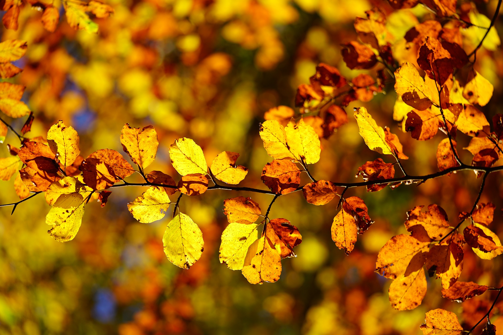 fall birch leaves